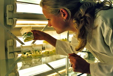 Symbolbild: Eine Forscherin schaut in ein Glasgefäß mit einer Pflanzenkultur