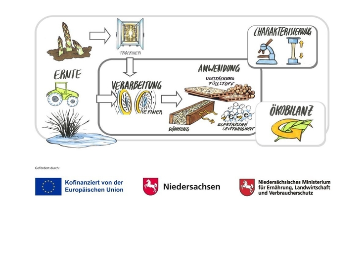 Schmuckbild: Mit bunten Comicbildern wird der Prozess dargestellt, wie aus Binse und Spargel Kunststoffmaterial wird.