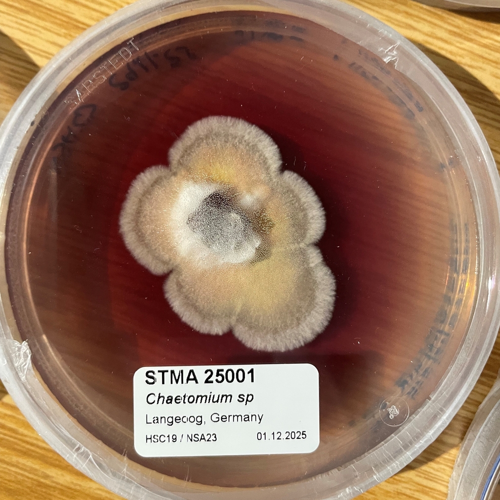 Ein Schimmelpilz in einer Petrischale auf rotem Nährboden.